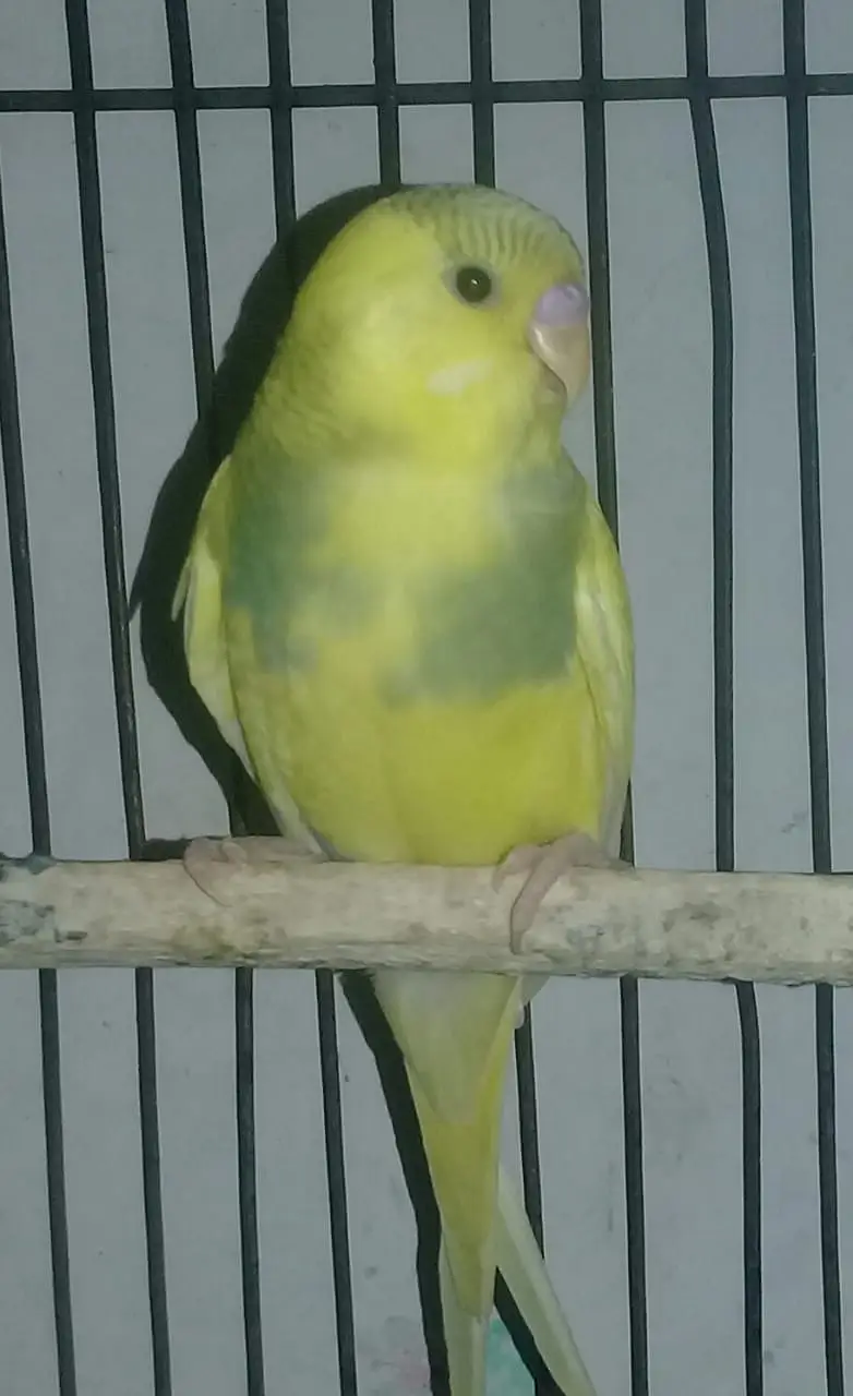 9 to 10 healthy and active beautifull parrots — photo 10