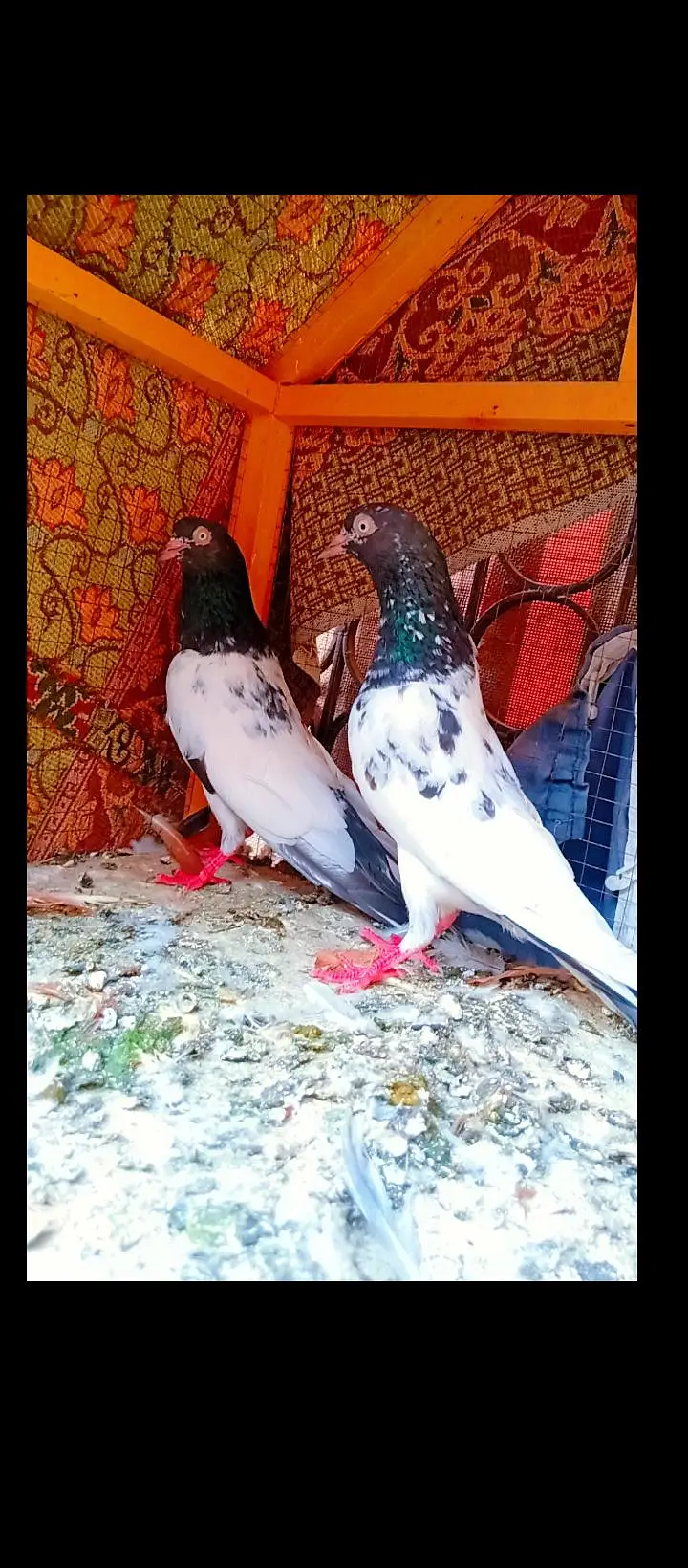 Teddy breeder pair best quality me kamagar pigeons for sale kabotar