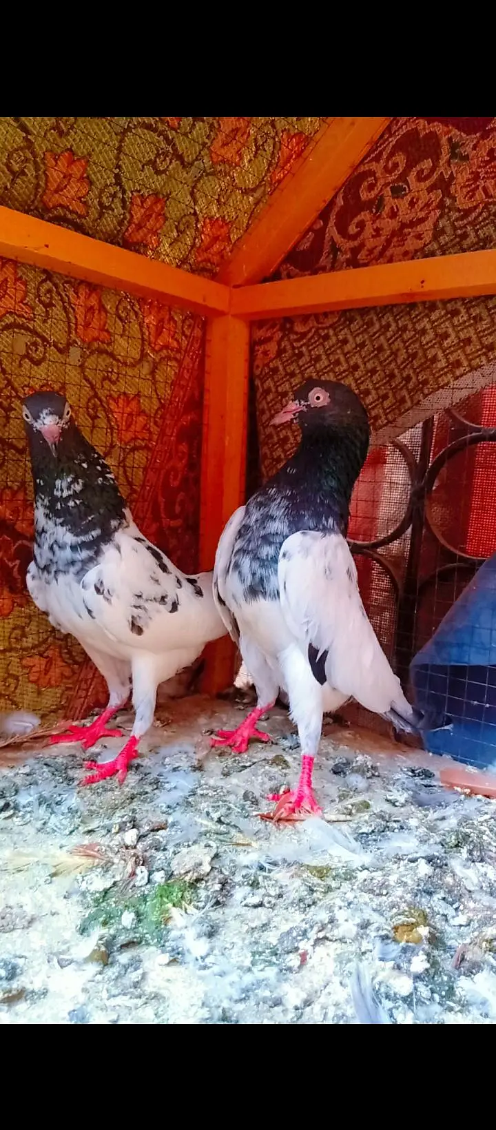 Teddy breeder pair best quality me kamagar pigeons for sale kabotar — photo 2