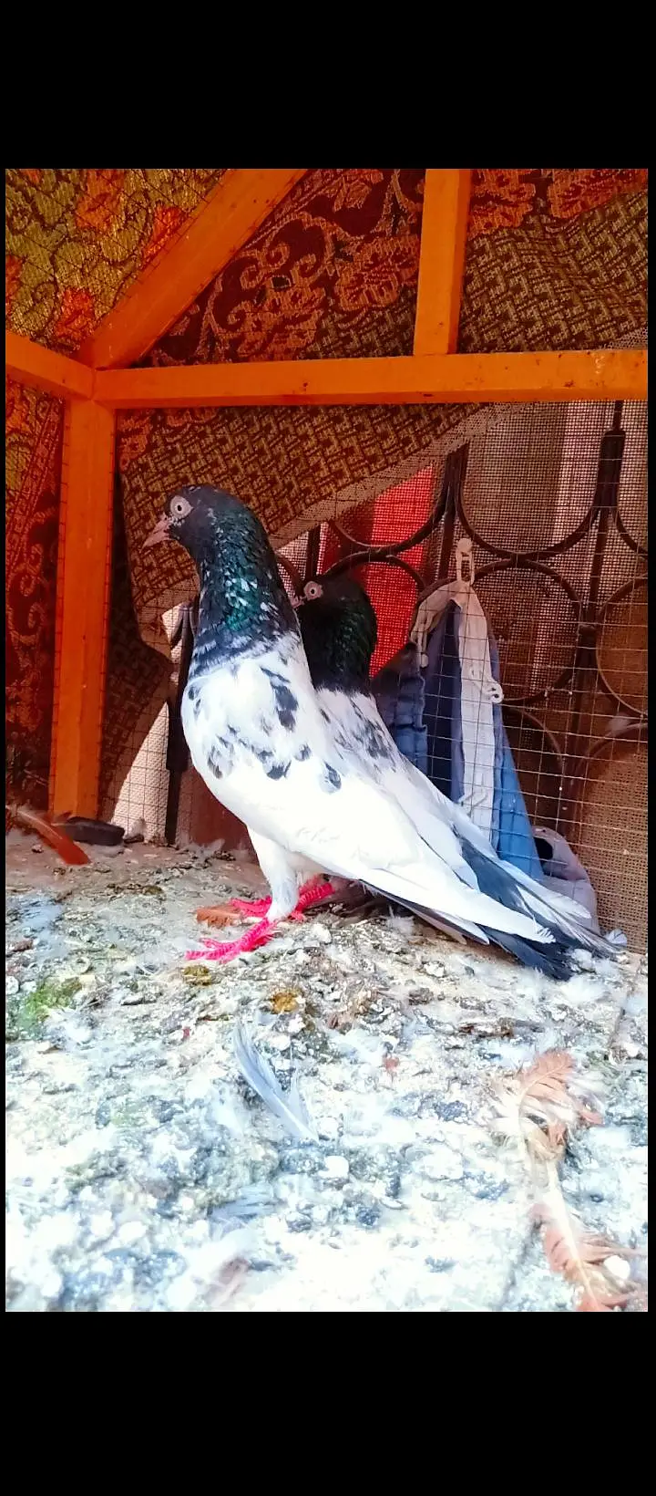 Teddy breeder pair best quality me kamagar pigeons for sale kabotar — photo 3
