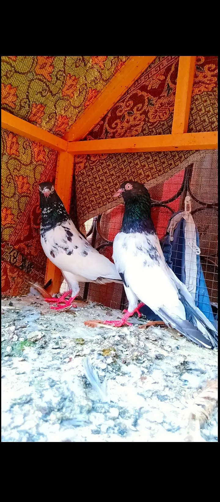 Teddy breeder pair best quality me kamagar pigeons for sale kabotar — photo 4