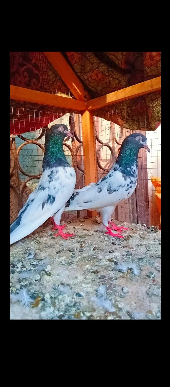 Teddy breeder pair best quality me kamagar pigeons for sale kabotar — photo 5