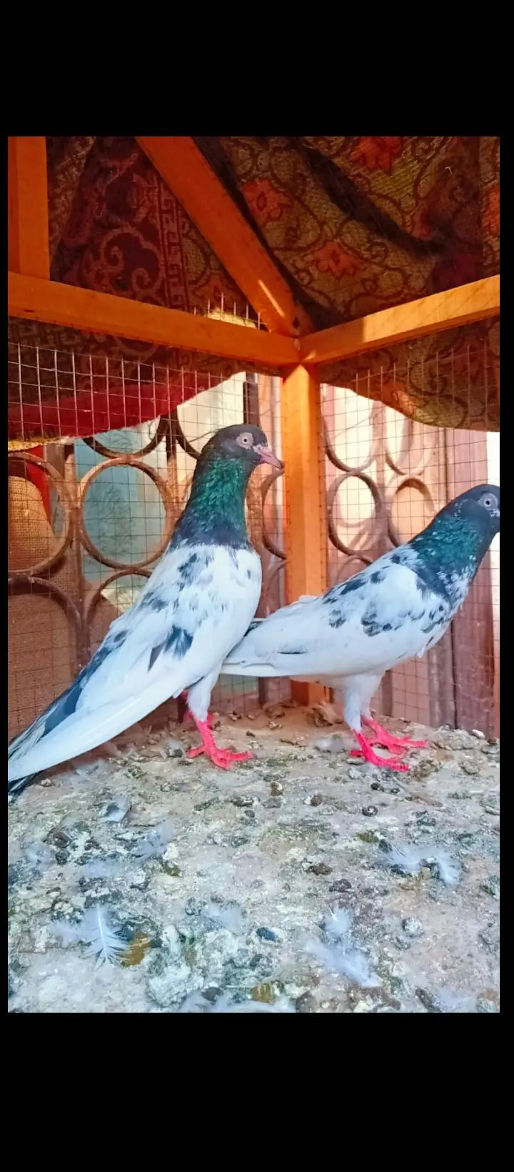 Teddy breeder pair best quality me kamagar pigeons for sale kabotar — photo 6