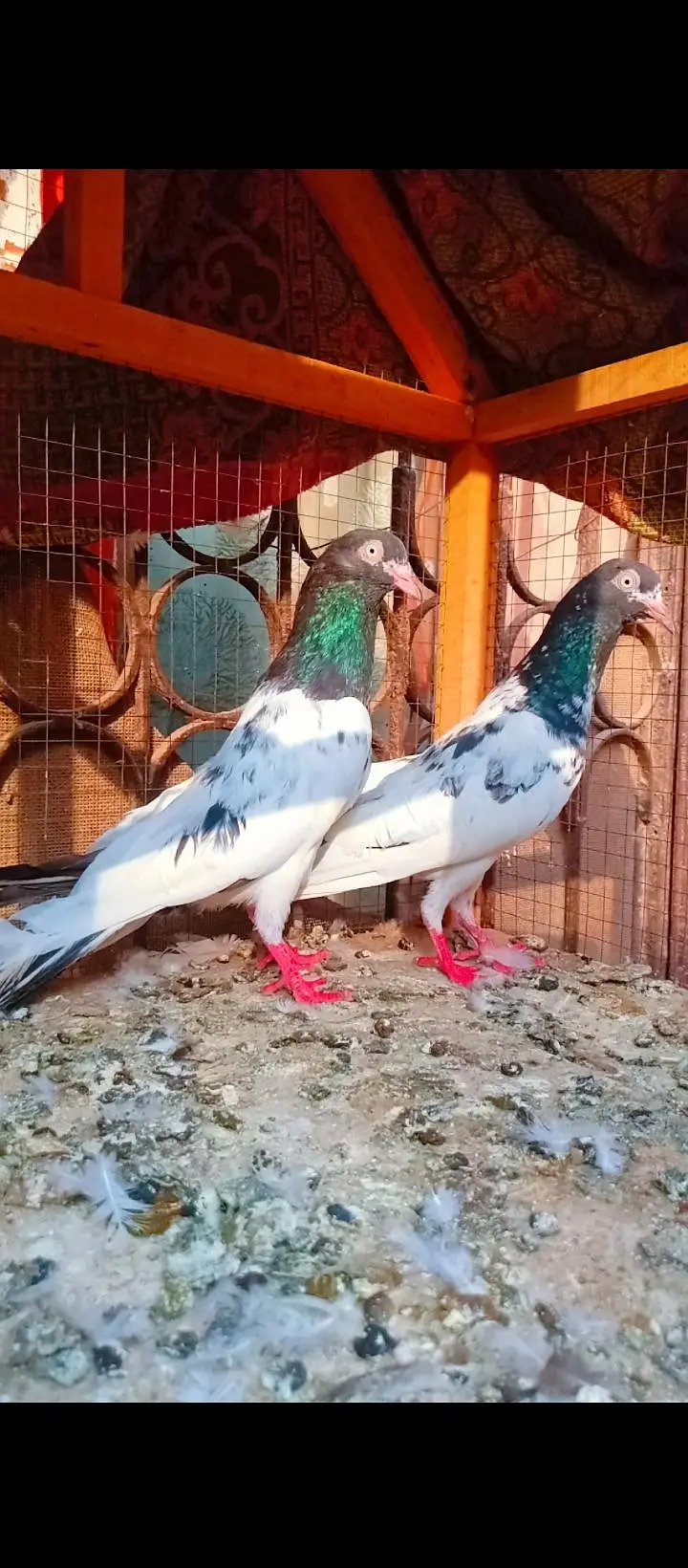 Teddy breeder pair best quality me kamagar pigeons for sale kabotar — photo 7