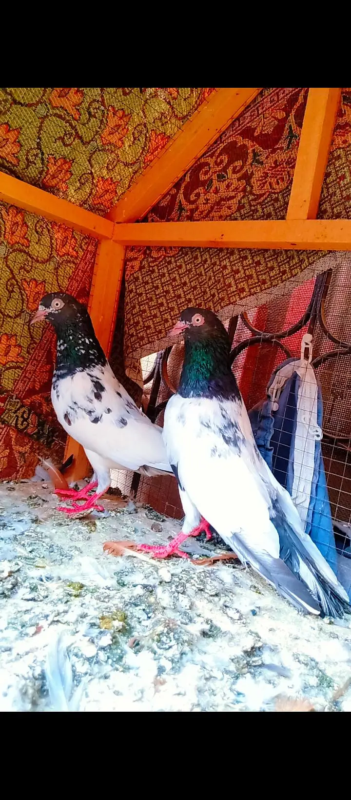 Teddy breeder pair best quality me kamagar pigeons for sale kabotar — photo 8