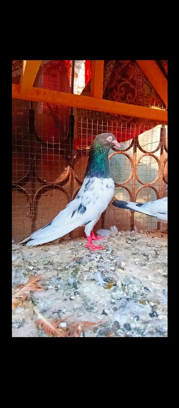 Teddy breeder pair best quality me kamagar pigeons for sale kabotar — photo 9