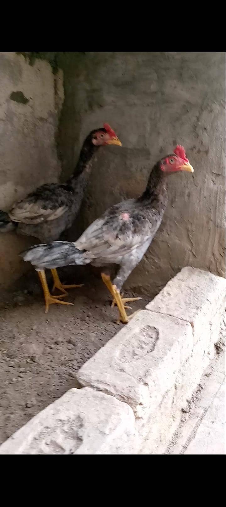 Bengum pathay 2 3