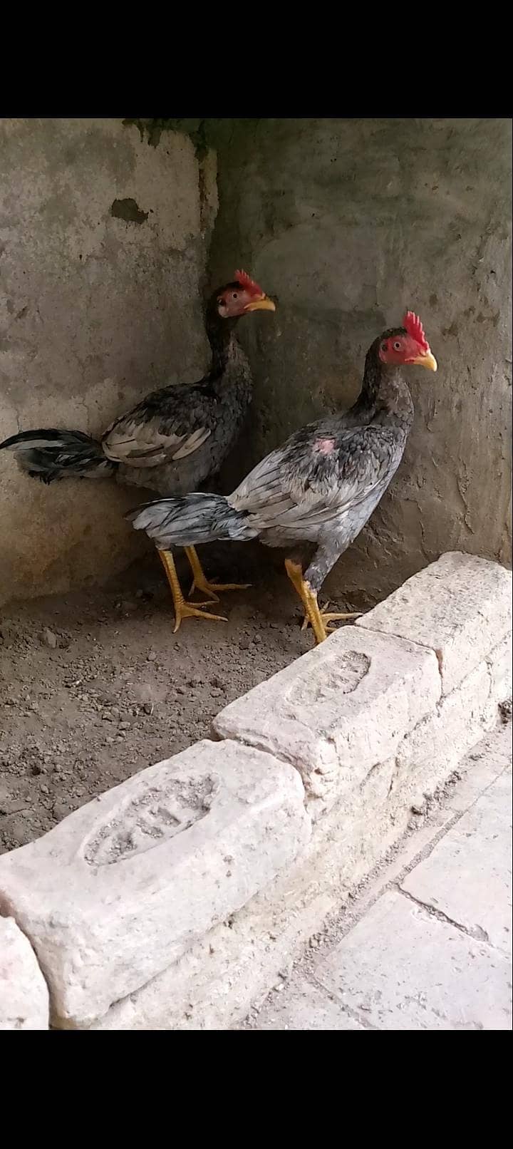 Bengum pathay 2 4