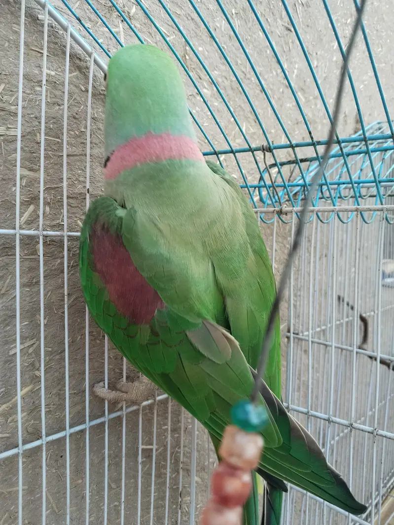 Alexandrine parrot for sale kashmiri raw parrot full talking — photo 2
