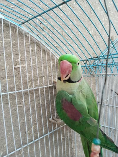 Alexandrine parrot for sale kashmiri raw parrot full talking