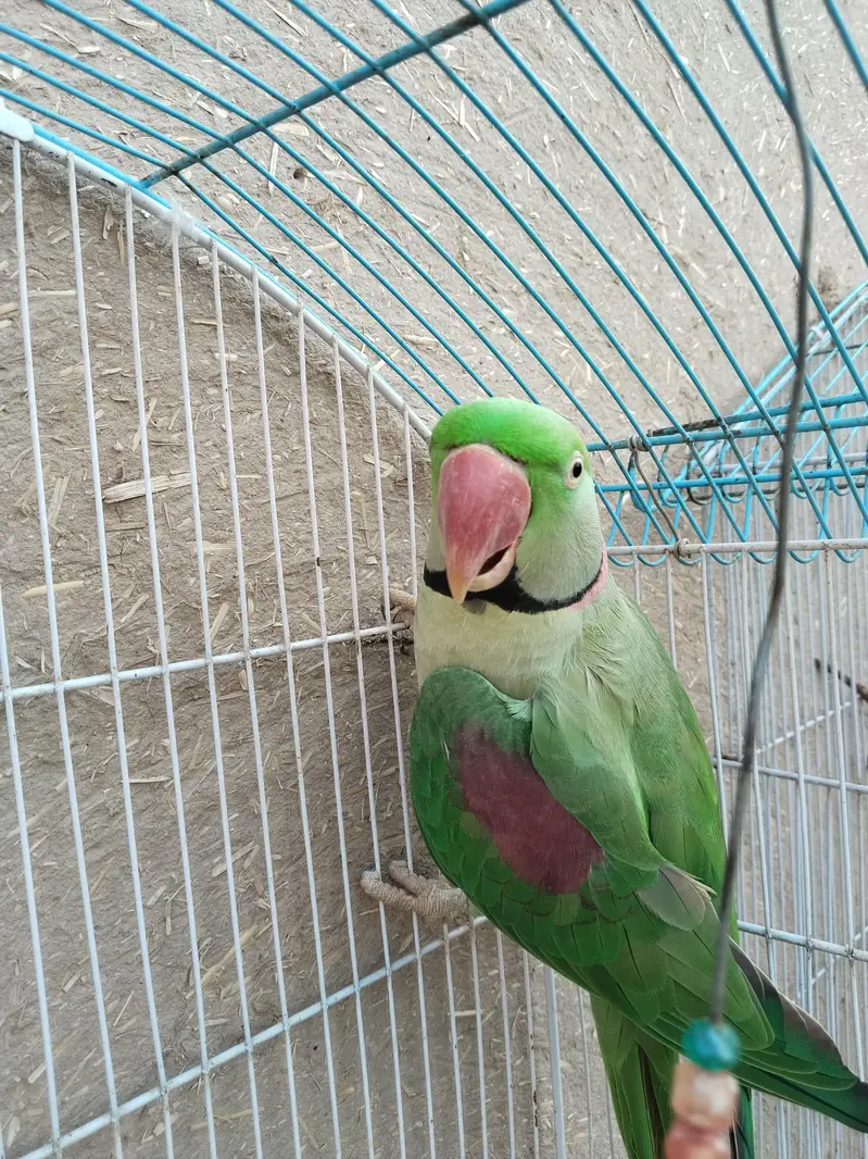 Alexandrine parrot for sale kashmiri raw parrot full talking — photo 3
