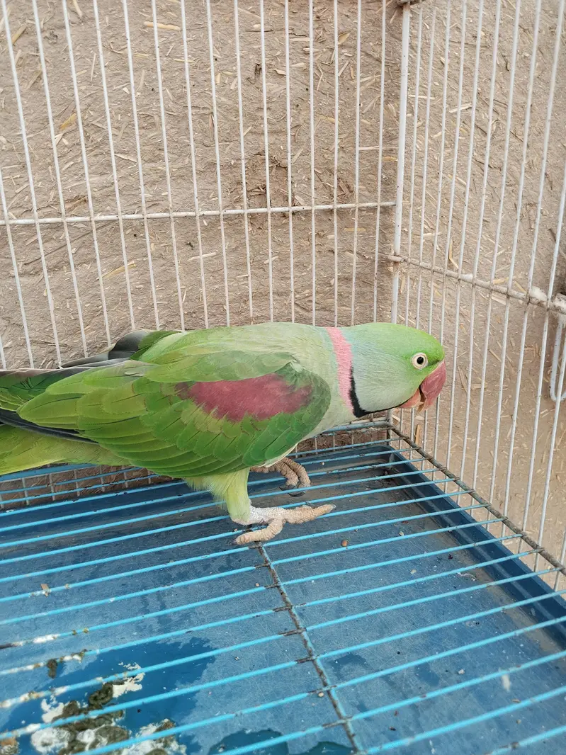 Alexandrine parrot for sale kashmiri raw parrot full talking — photo 4