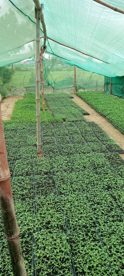 plants nursery