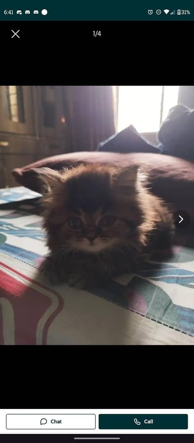 Persian Kitten