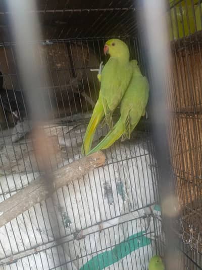 Green Neck Jora
