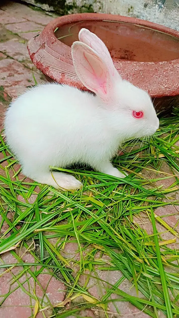 Rabbits Baby 6 pieces