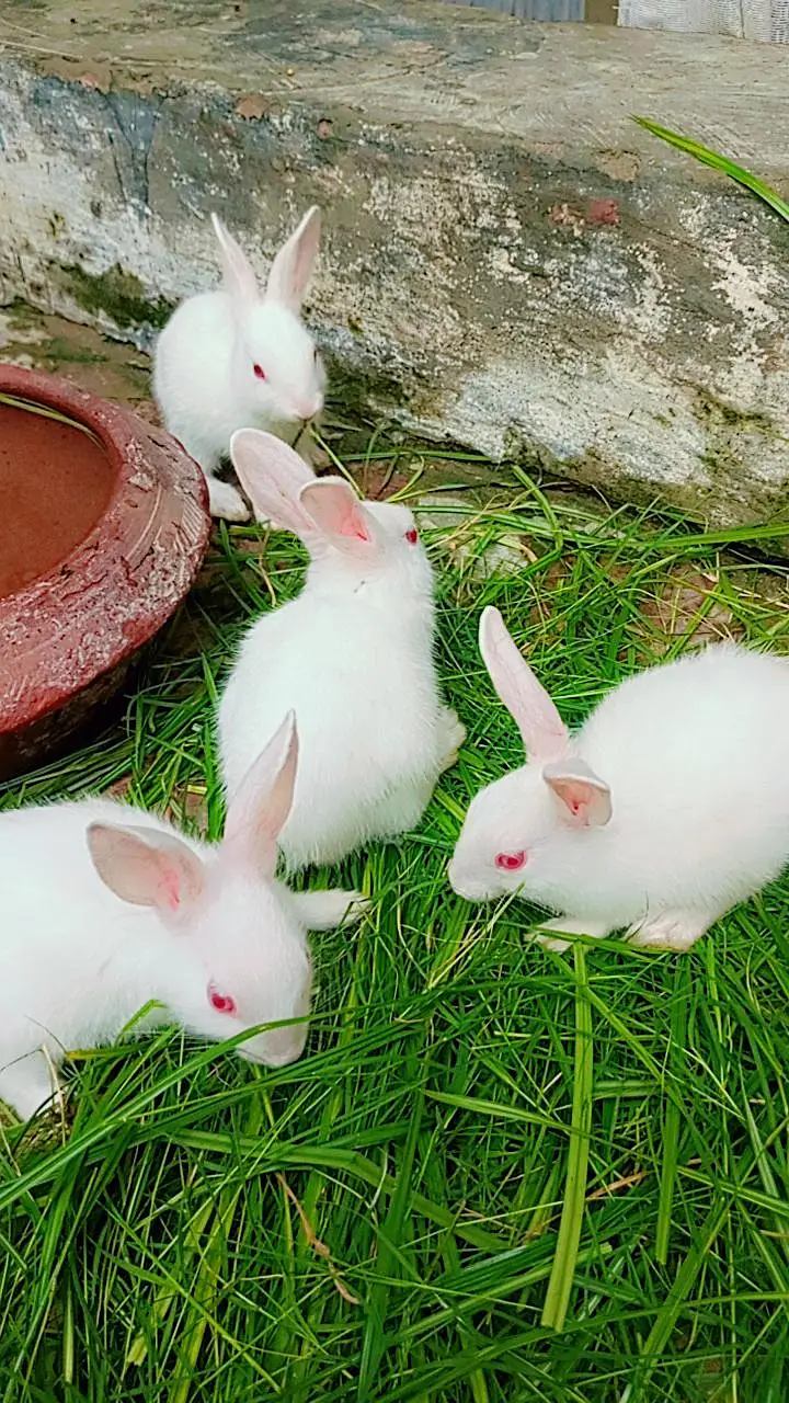 Rabbits Baby 6 pieces — photo 2
