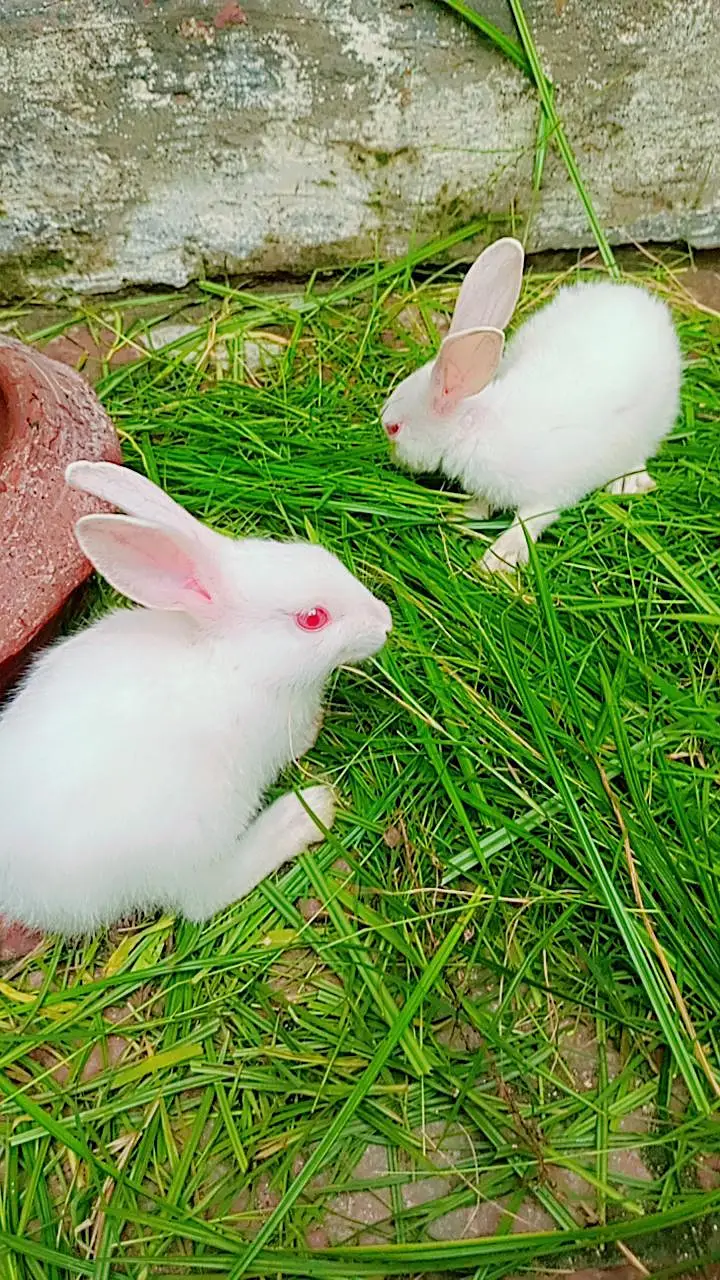 Rabbits Baby 6 pieces — photo 3