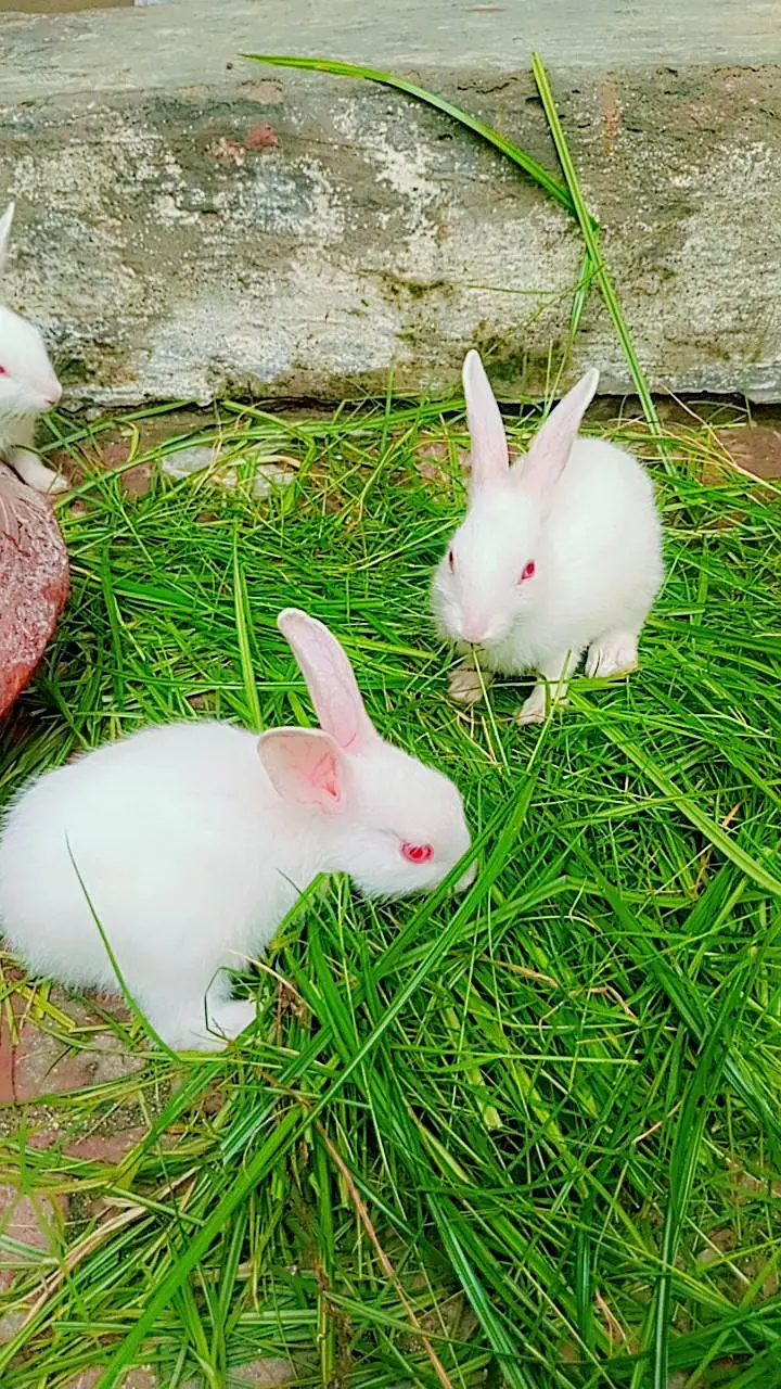 Rabbits Baby 6 pieces — photo 4