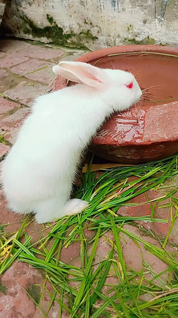 Rabbits Baby 6 pieces — photo 5
