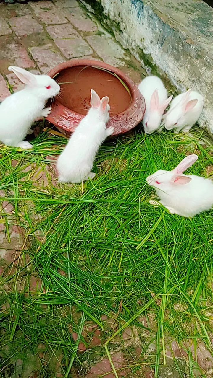 Rabbits Baby 6 pieces — photo 6