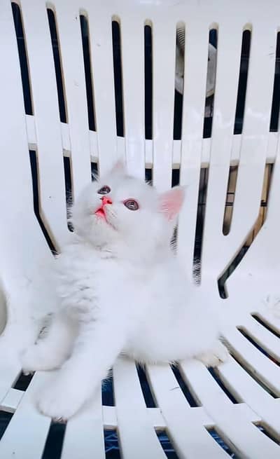 Persian kitten triple cot. for. . sale my WhatsApp03464290927