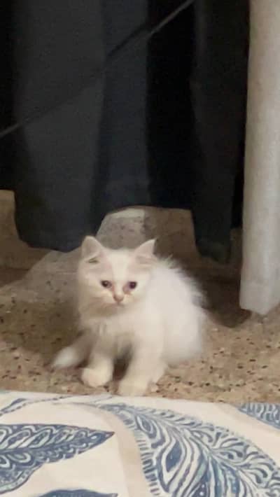 Persian cat