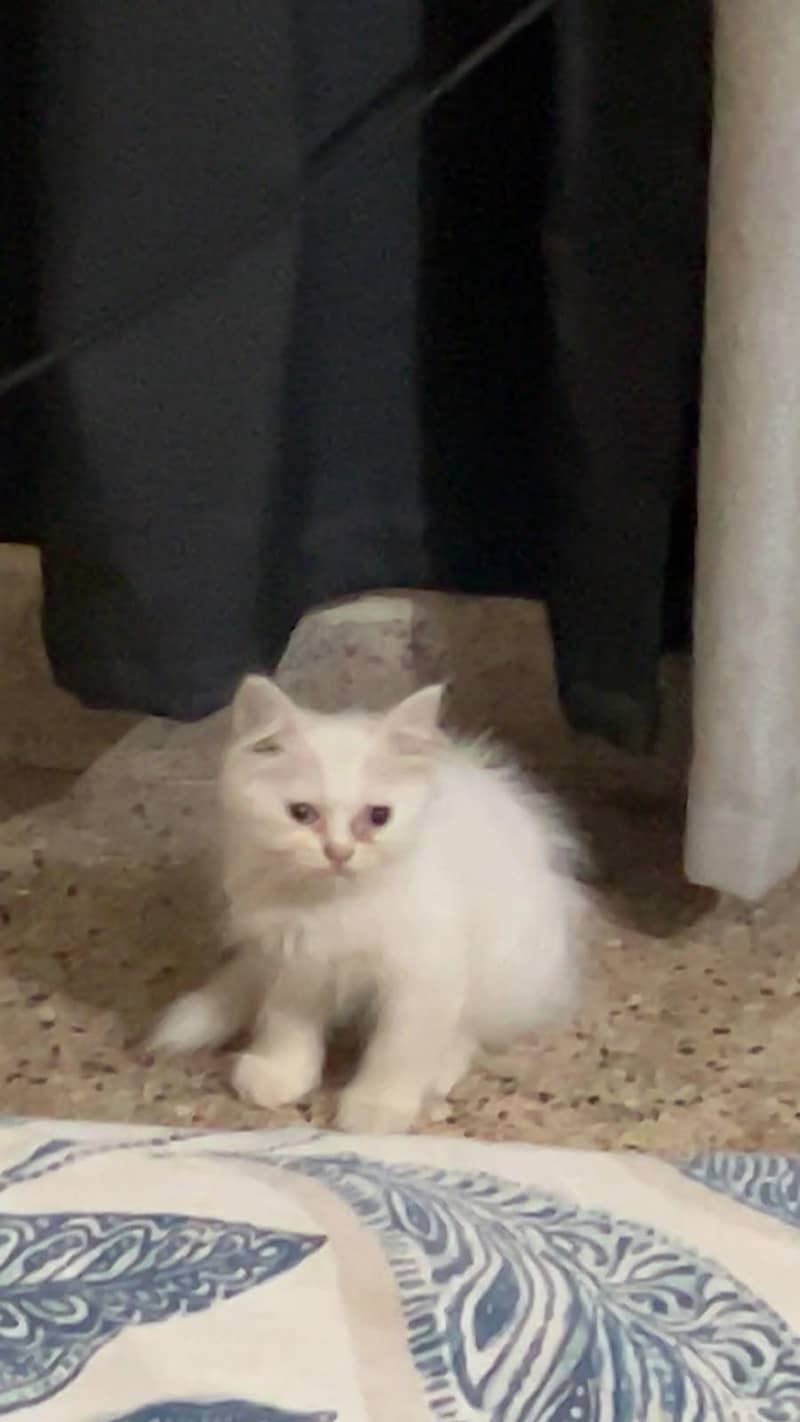 Persian cat 0