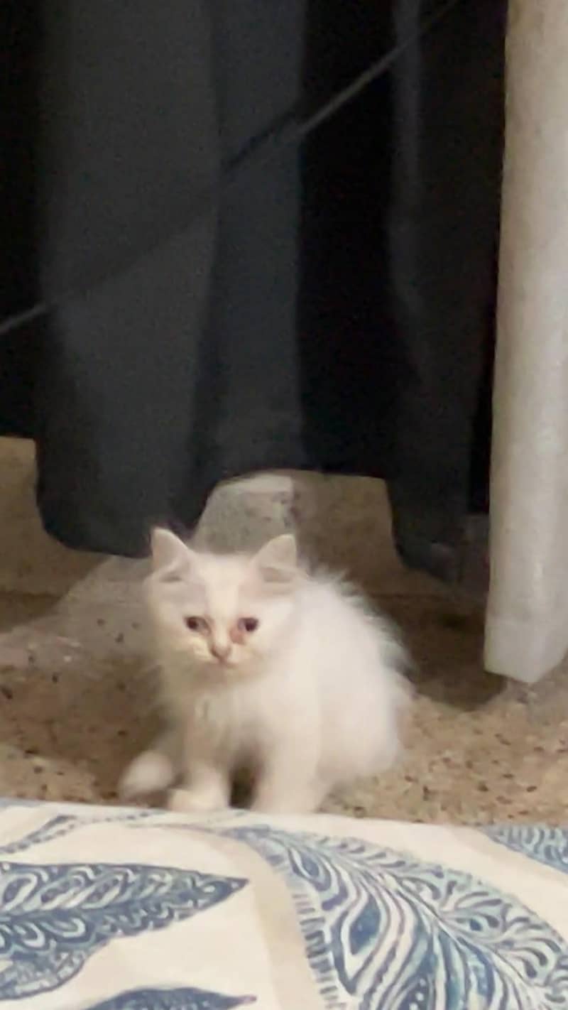 Persian cat 1