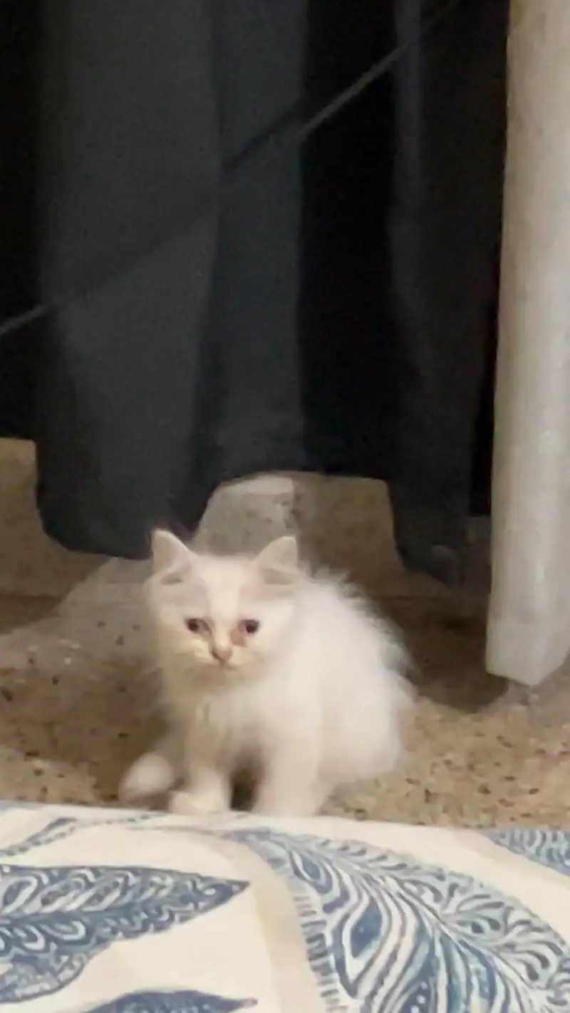 Persian cat — photo 2
