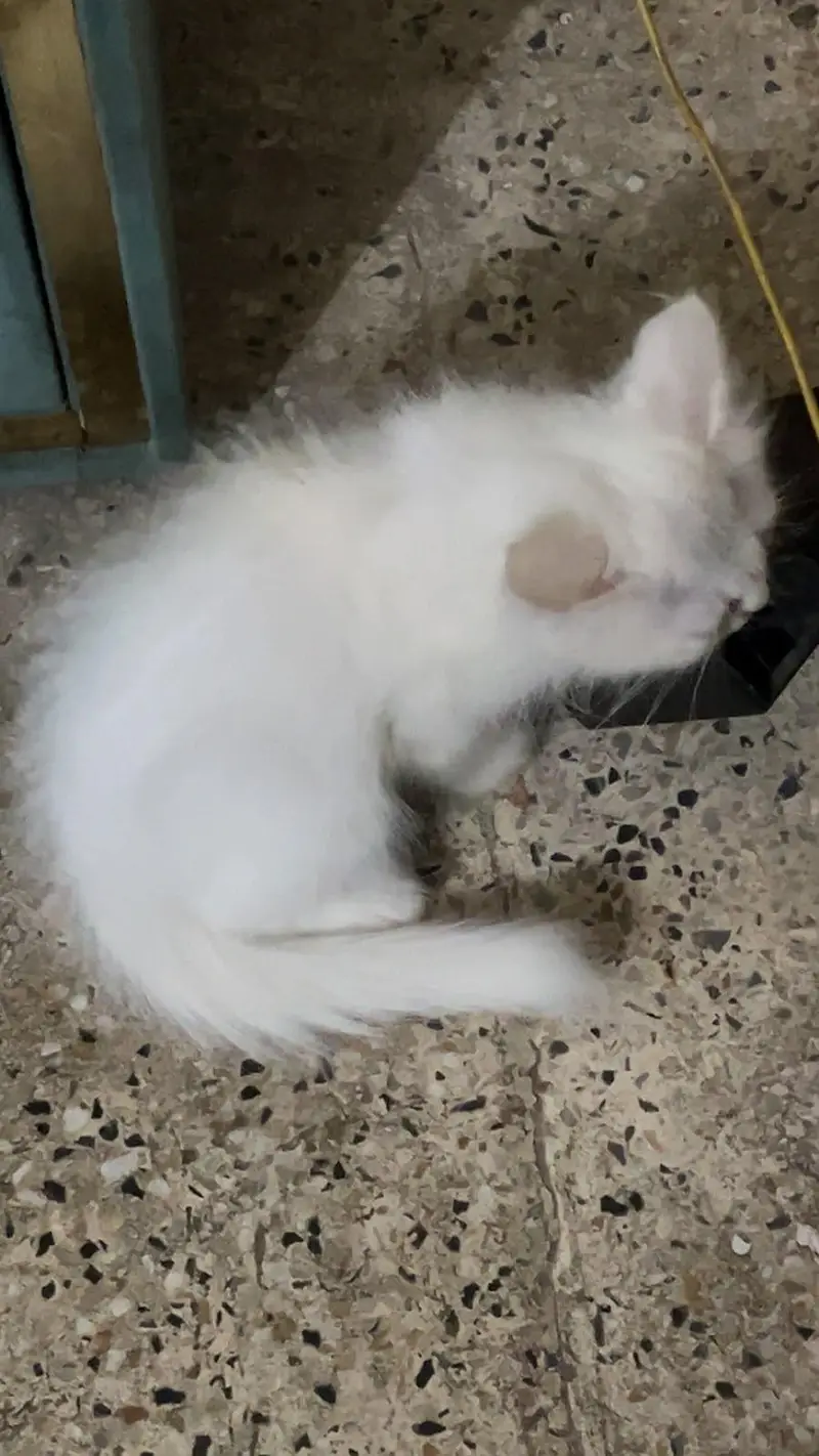 Persian cat — photo 3