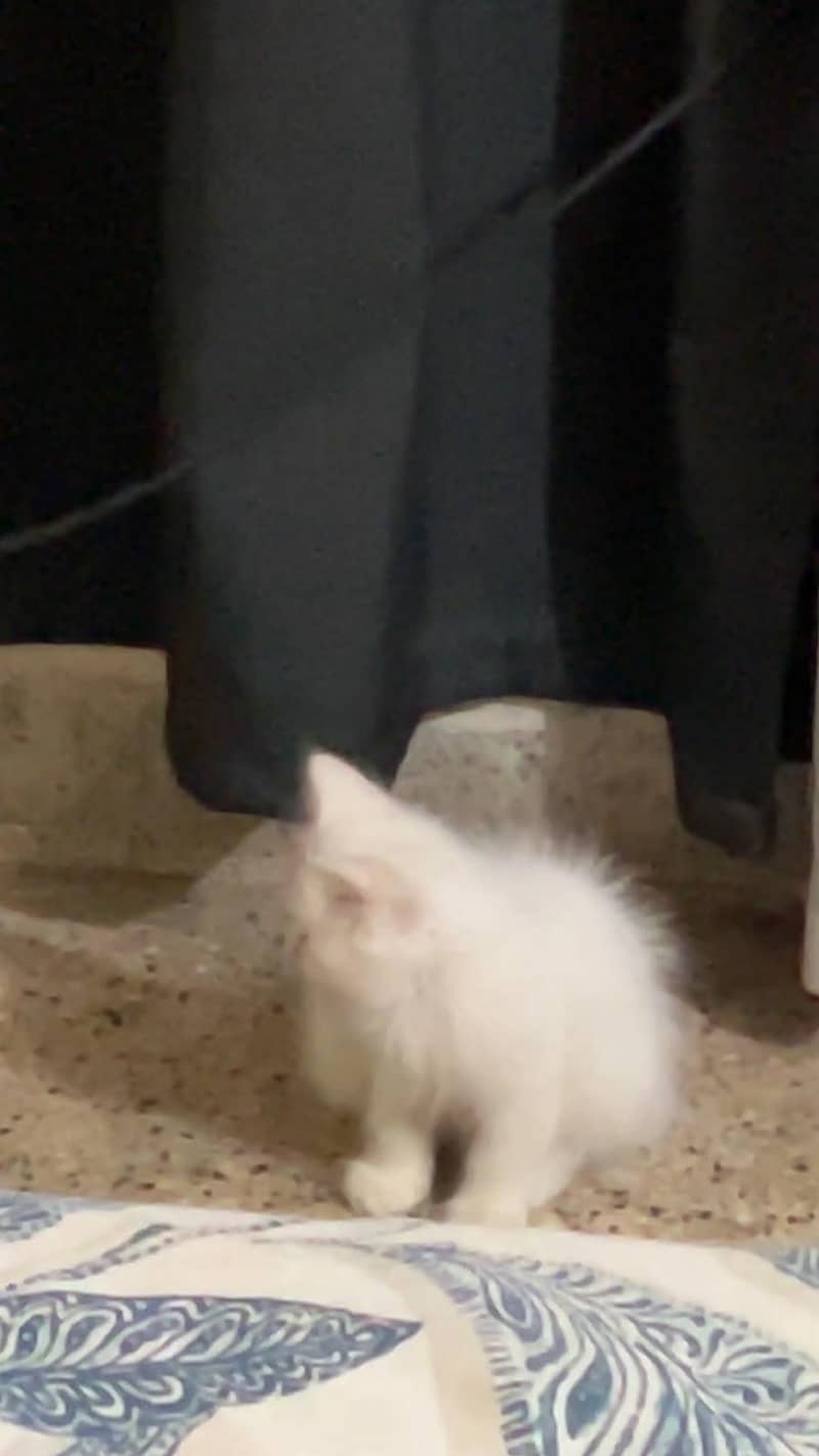 Persian cat 3