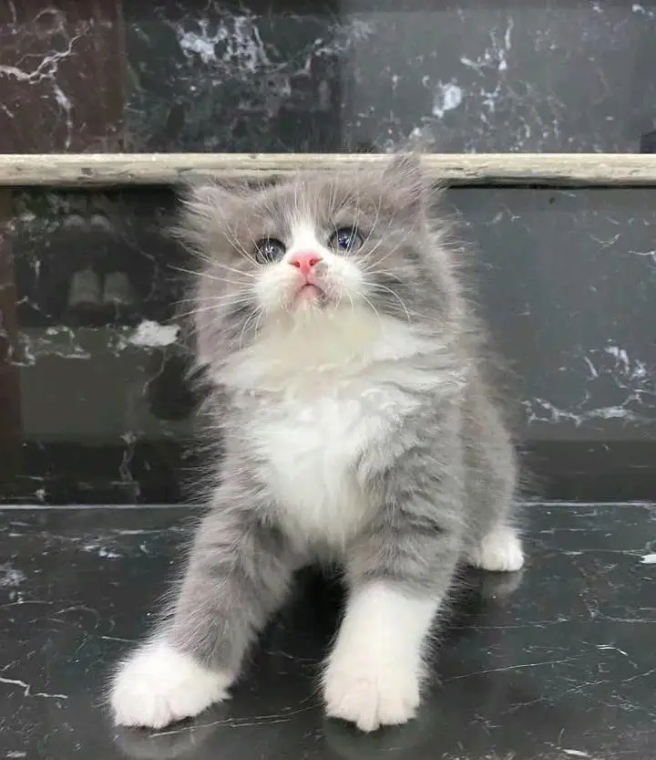 Persian kitten triple cot. for. . sale my WhatsApp03464290927 — photo 2