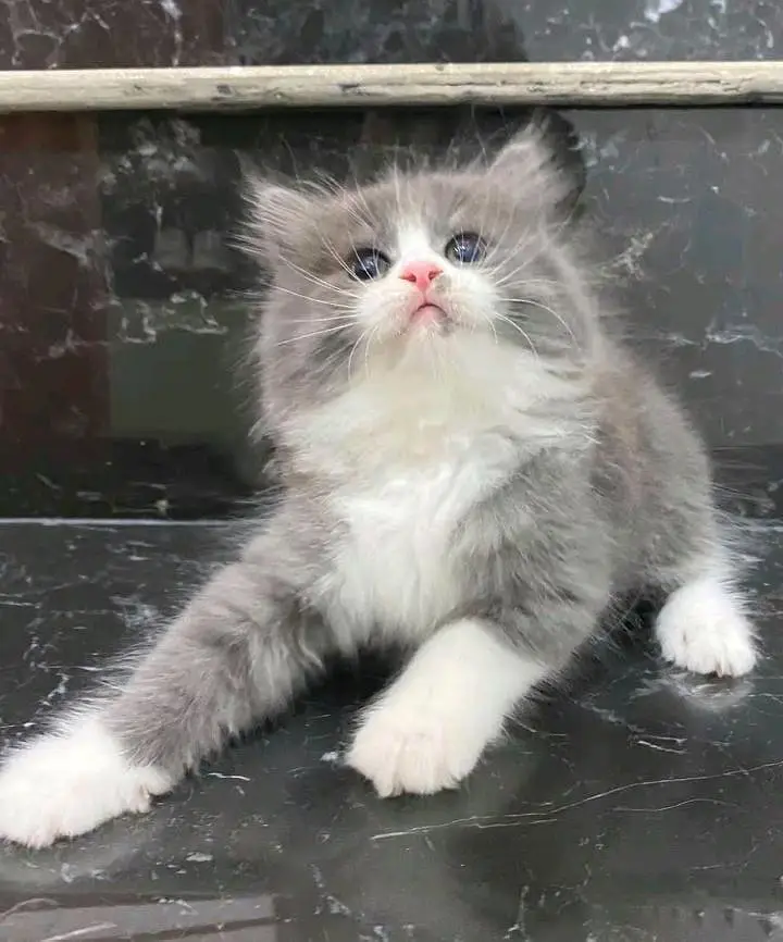 Persian kitten triple cot. for. . sale my WhatsApp03464290927 — photo 3