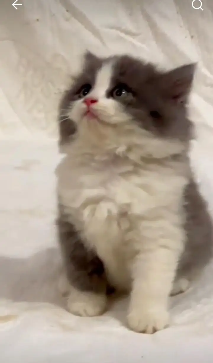 Persian kitten triple cot. for. . sale my WhatsApp03464290927 — photo 2