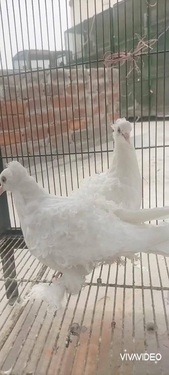 white frill back 4
