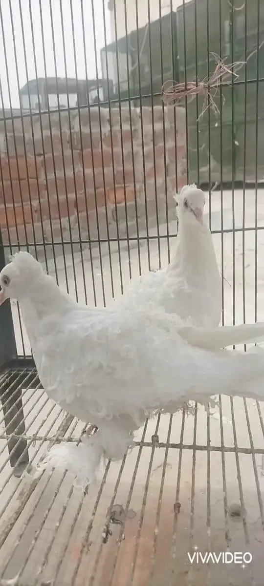 white frill back — photo 5