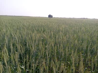 20 Acre (160 Kanal)* Agriculture Land Is Available For Sale