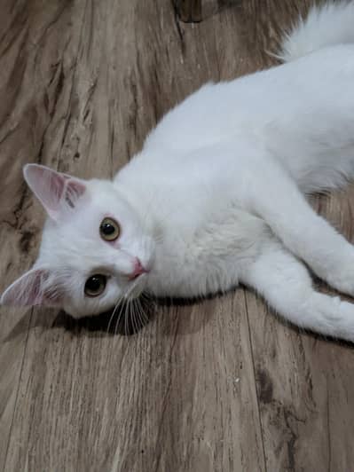 Turkish Cat for sale