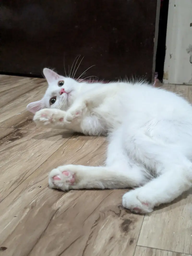 Turkish Cat for sale — photo 2