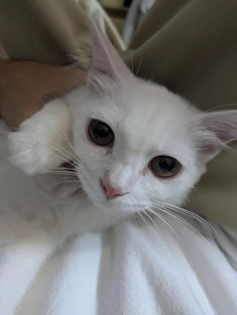 Turkish Cat for sale — photo 3