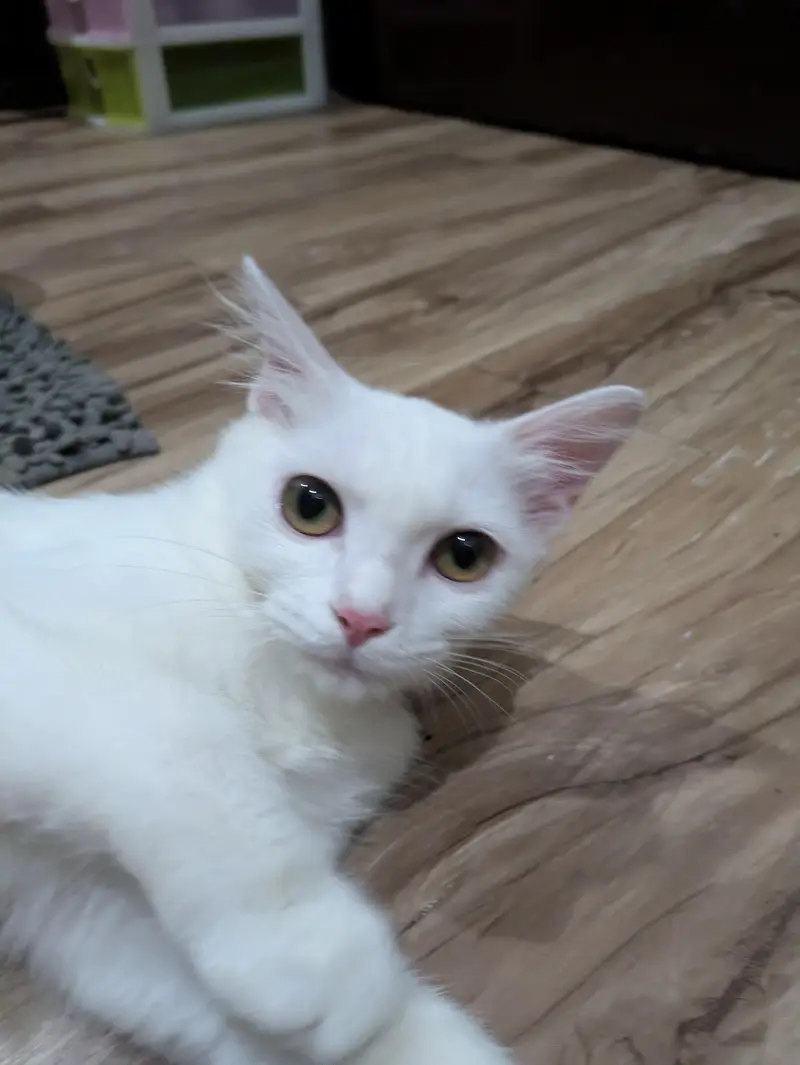 Turkish Cat for sale — photo 4