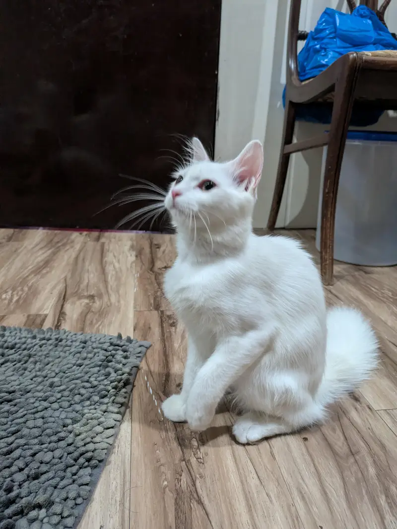 Turkish Cat for sale — photo 5
