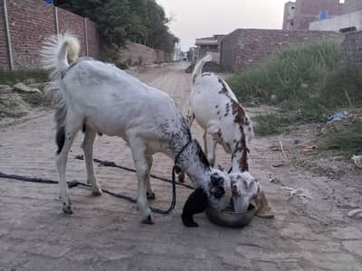 Healthy Goats for Sale – Good Breed & Healthy Animals