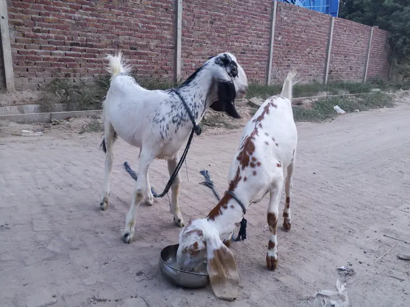 Healthy Goats for Sale – Good Breed & Healthy Animals — photo 2