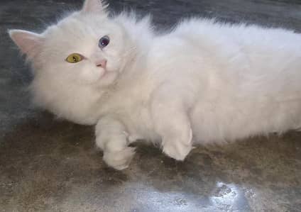 Persian Cat