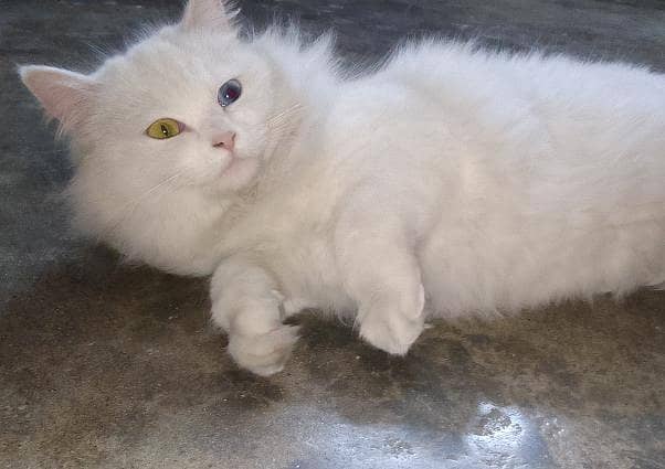 Persian Cat 0
