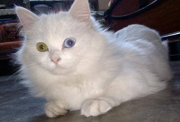 Persian Cat 1