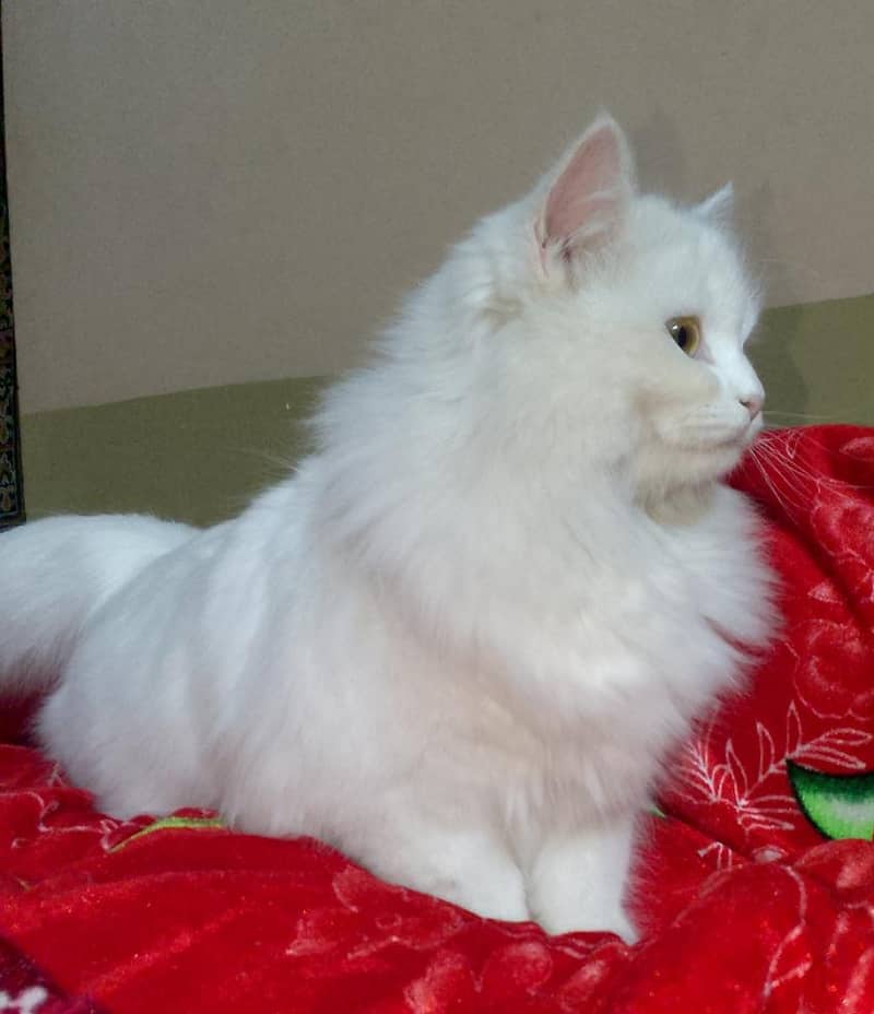 Persian Cat 2