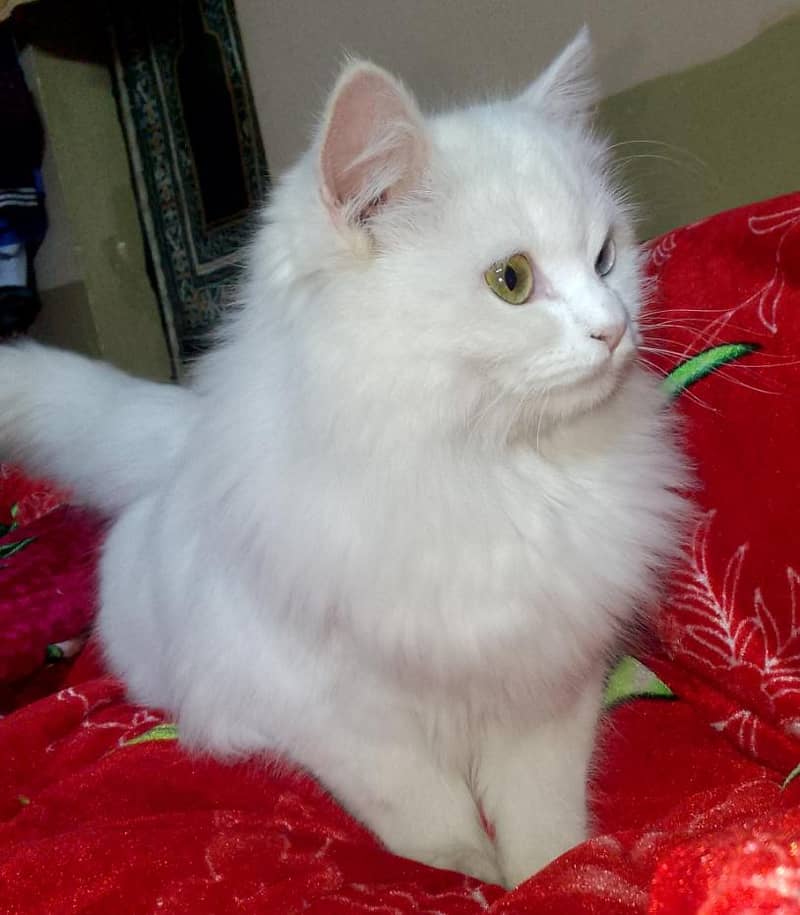 Persian Cat 3